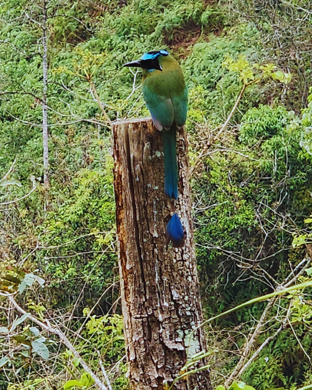 Biodiversidad 1
